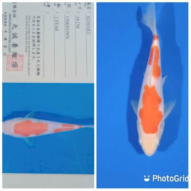 Kohaku marusei