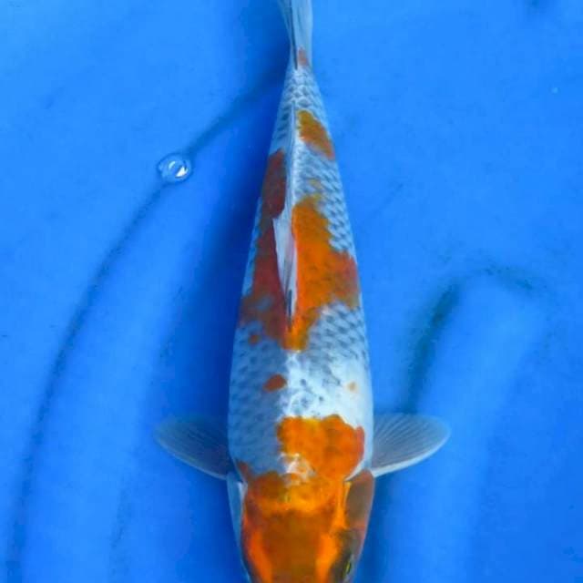 Showa 33cm
