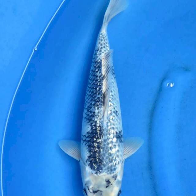 Kinshiro 38cm