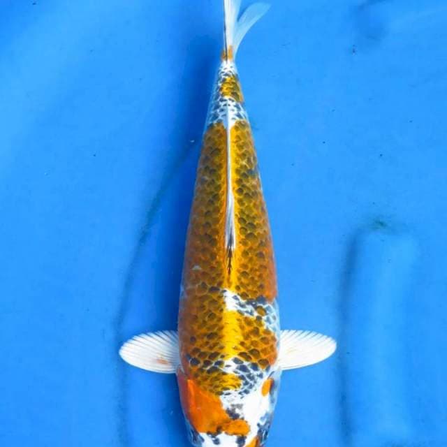 Avatar kujaku 37cm