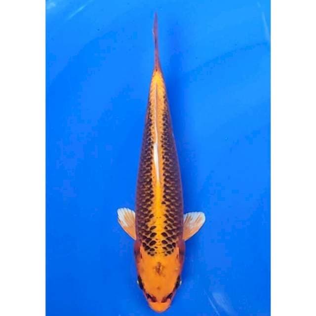 Kin Matsuba Ogon 27cm (F)