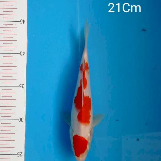 Minion Kohaku 21cm