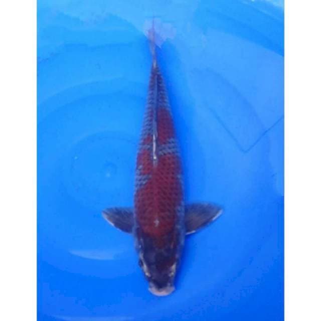 Ochiba Sigure 39cm (M)