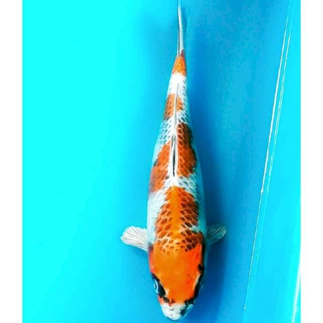 Antikan 24cm