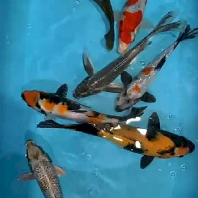 Mix