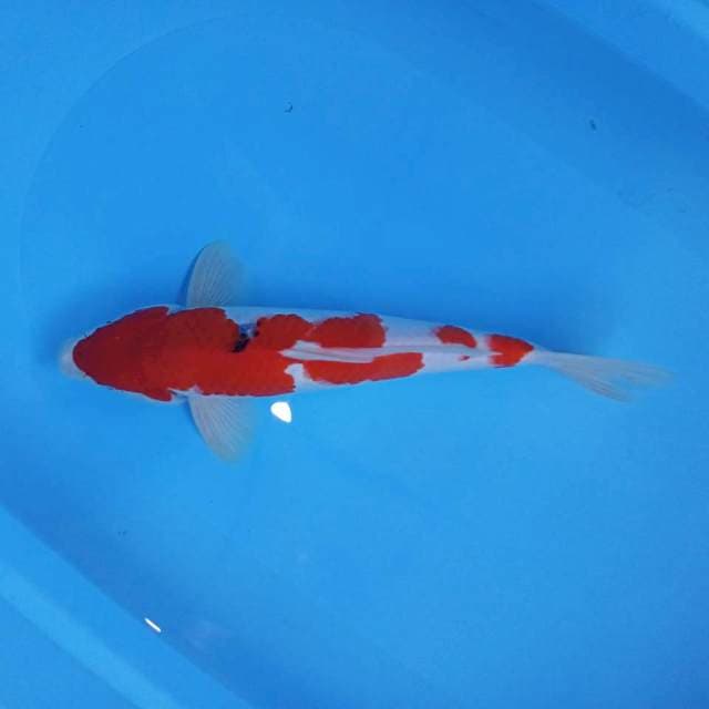 Sanke merah setrongh
