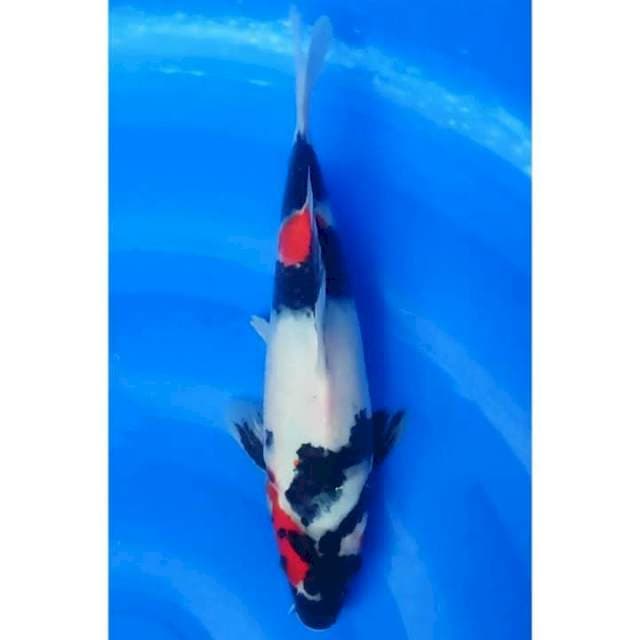 Kindai Showa Original 29cm (F)