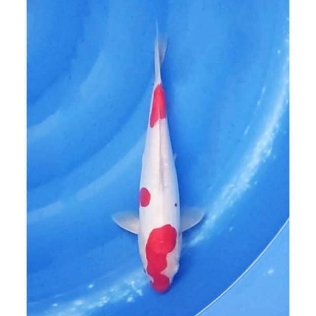 Kohaku Doitsu Original 29cm (F)