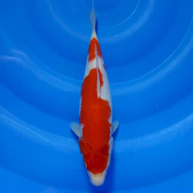 Kohaku 2 step ori 29cm