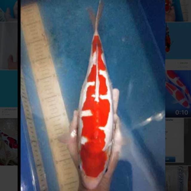 super class kohaku inazuma 41cm bulky doit