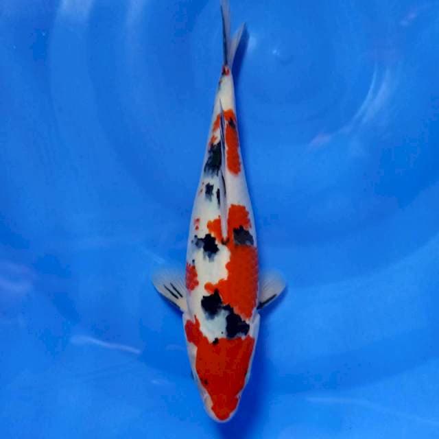 Sanke tsubosumi 26cm
