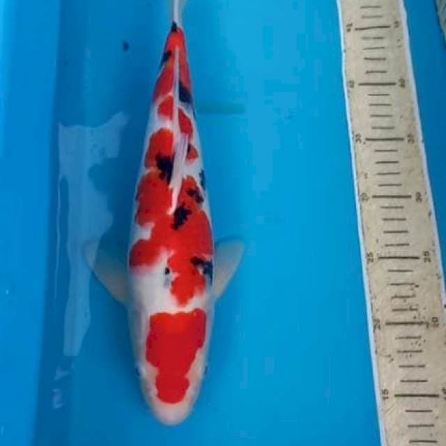Sanke 37cm Male