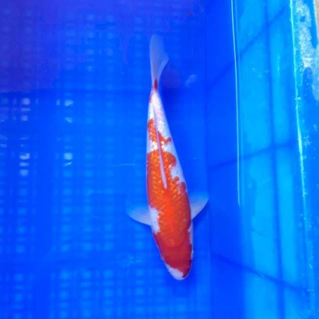 Kohaku ginrin 27cm
