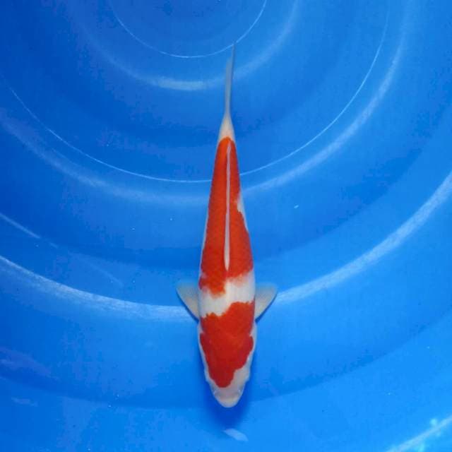 Kohaku 2 step ori 26cm