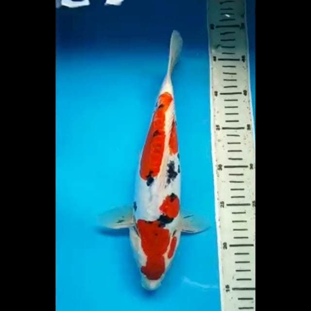 SANKE DOITSU PUNUK 31 Cm, JANTAN