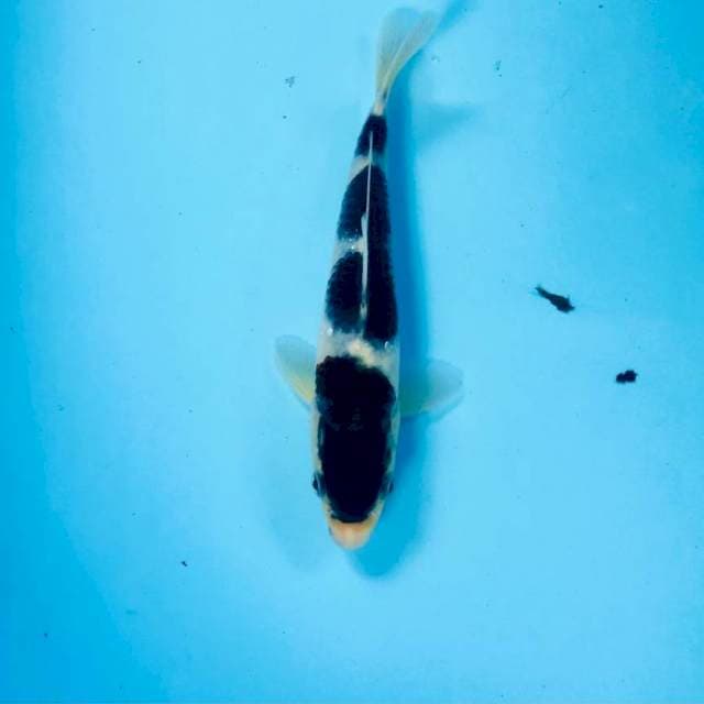 Budo Goromo, 17 cm