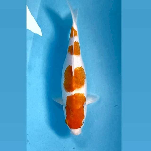 Kohaku, 32 cm