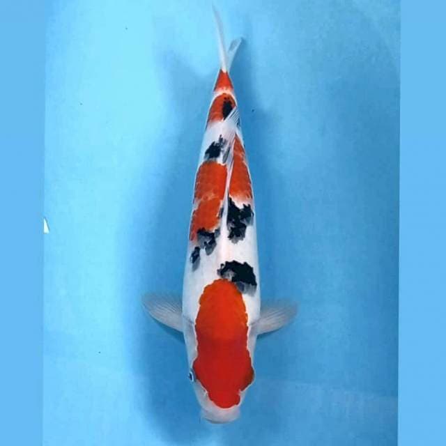Sanke, 36 cm