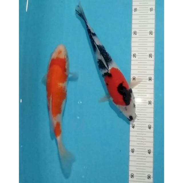 26,28cm