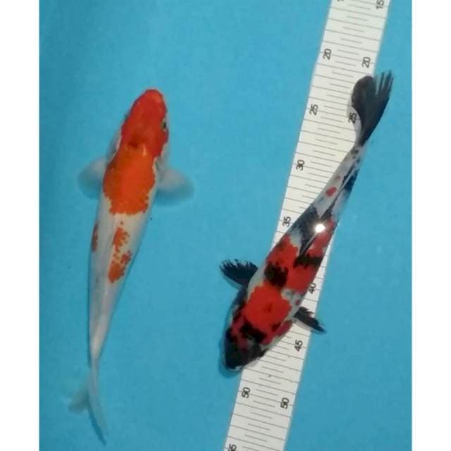 28,29cm