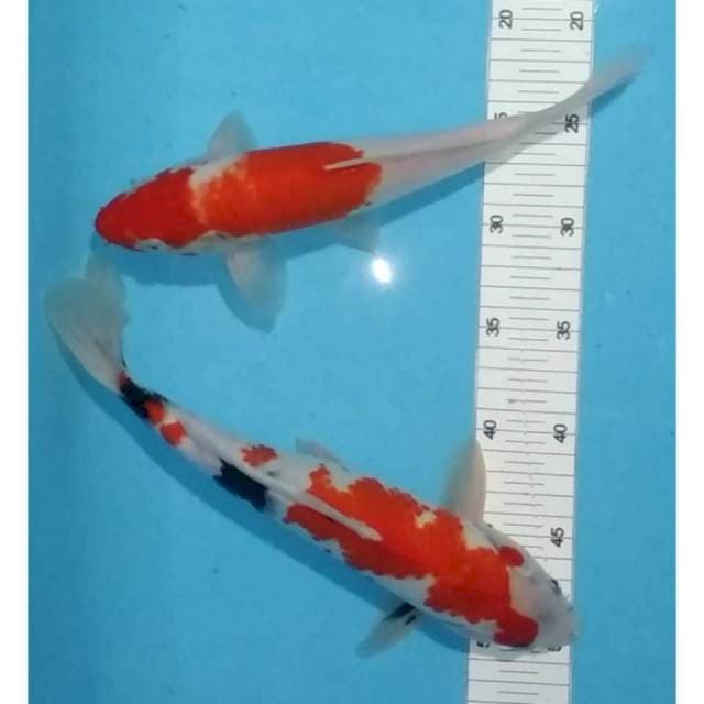 27-31cm