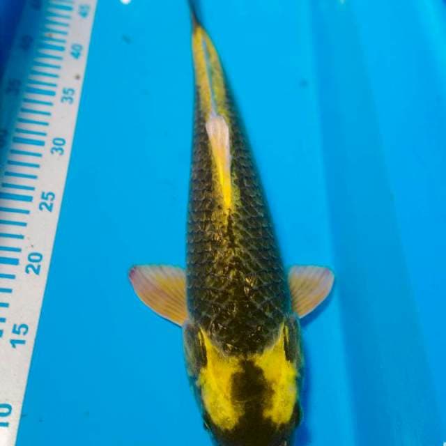 Kabuto 45cm