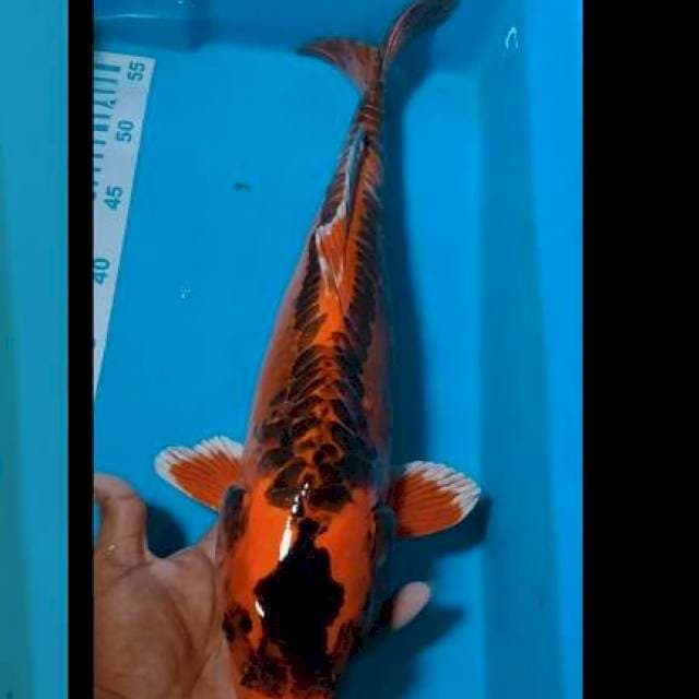 Mizuho 47cm