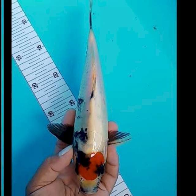 Tanco sowa tategoi 26 cm