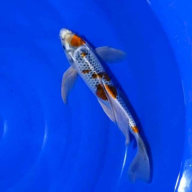 Kumpay Kujaku 34 cm