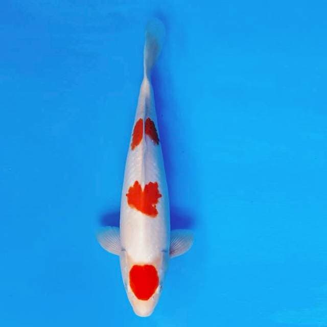 MAGURO 1 - Kohaku 3 steps ®