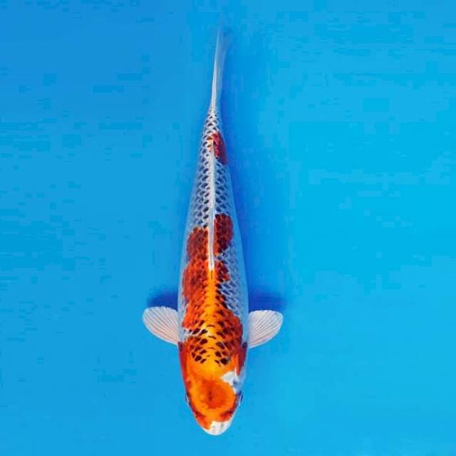 MAGURO 3 - Kujaku ®