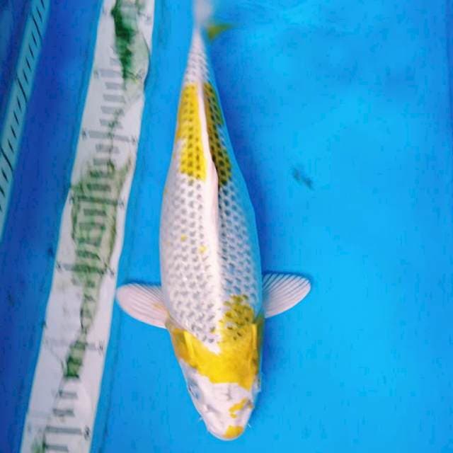 HAriwake