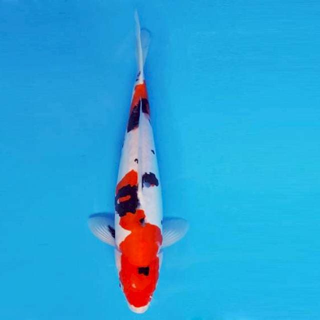 MAGURO 5 - Sanke doitsu ®