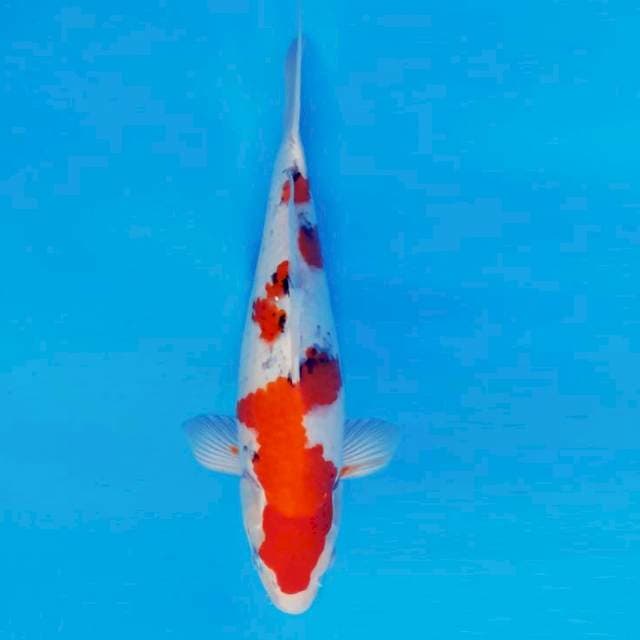 MAGURO 6 - Sanke ®