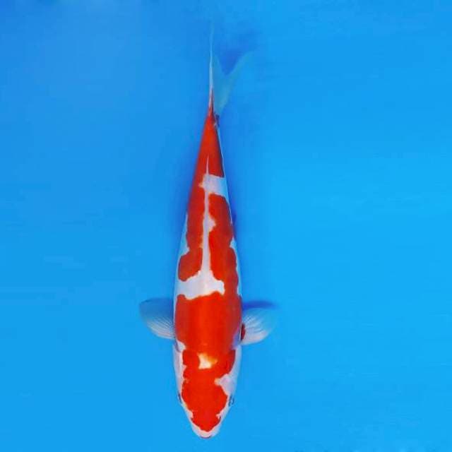 MAGURO 8 - Kohaku Doitsu ®