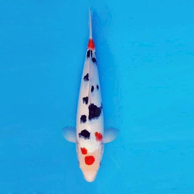 MAGURO 11 - Sanke Polkadot ®