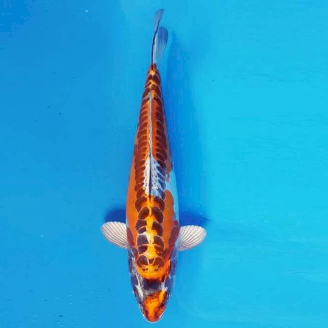 MAGURO 15 - Kikokuryu ®