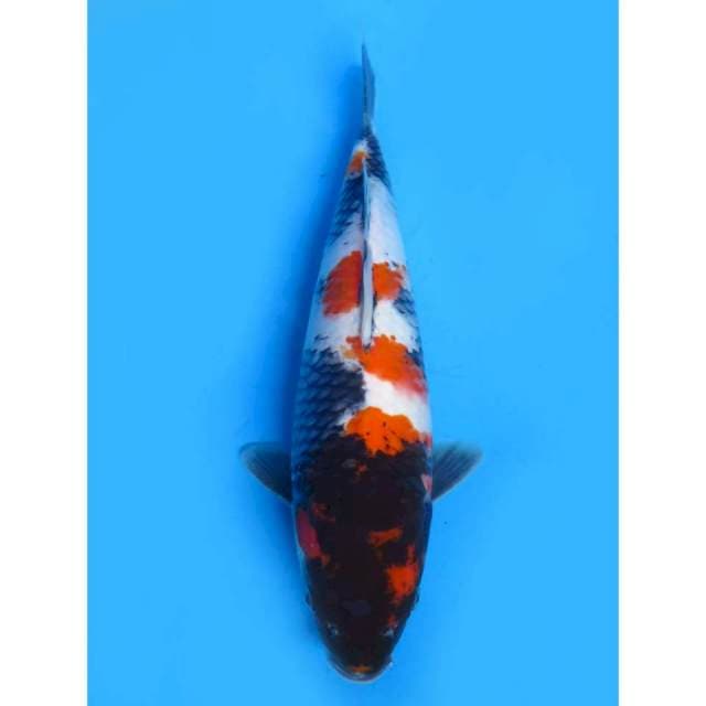 JT Showa F1 - 34cm