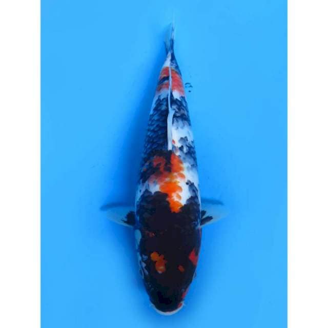 JT Showa F1 - 32cm
