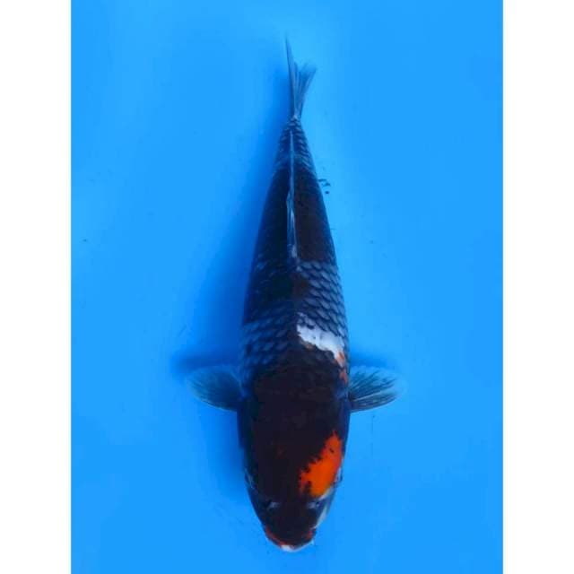 JT Tancho Showa F1 - 34cm