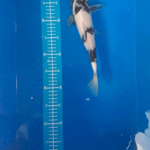 Shiro 32cm