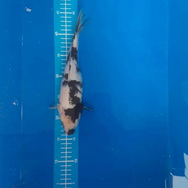 Shiro 28 cm