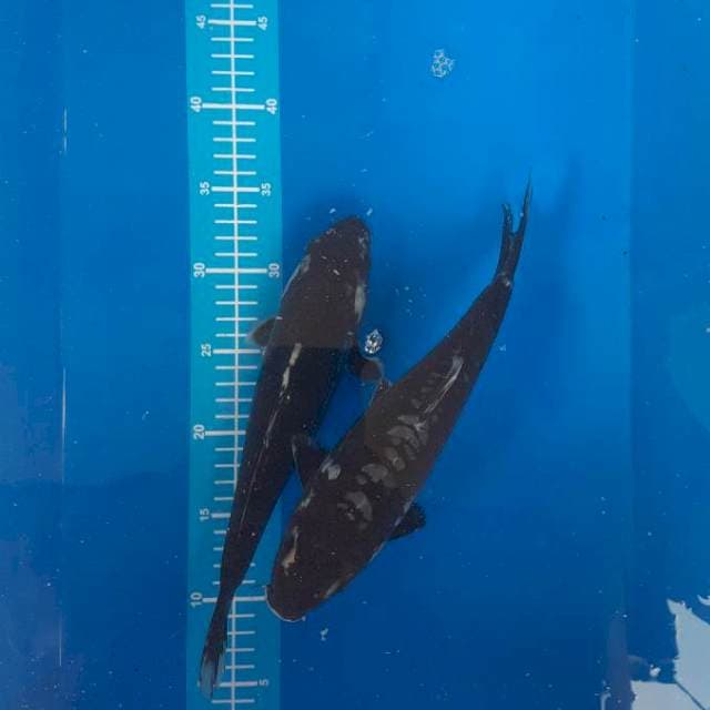 Black soragoi dan black soragoi hikari