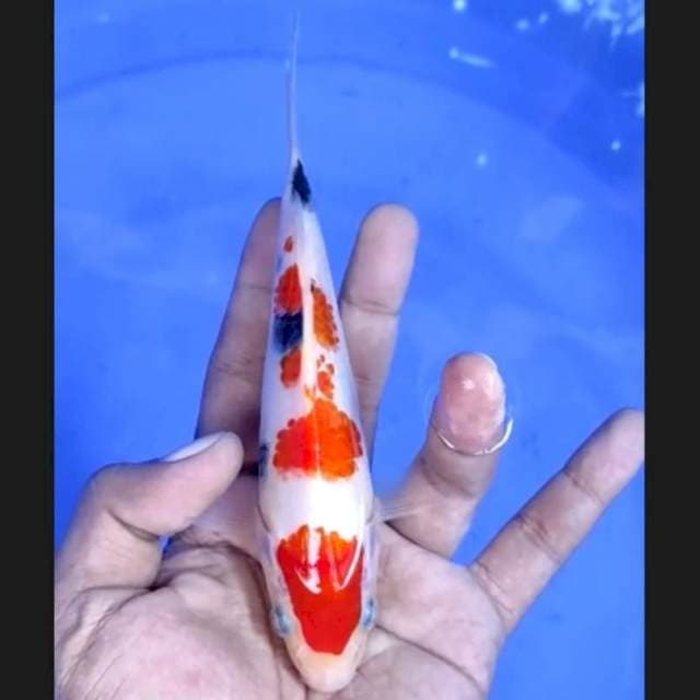 4. Sanke Quality || 17 cm