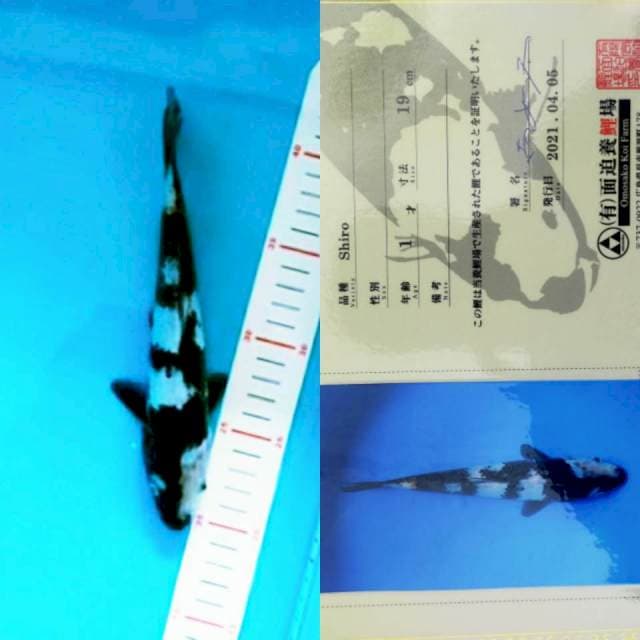 Shiro 20cm Omosako Koi Farm
