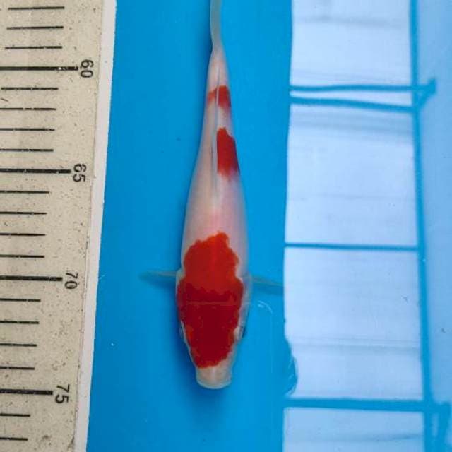 sanke dan kohaku