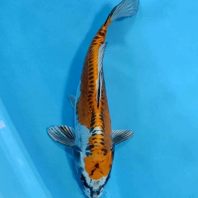 Kujaku doit 32cm