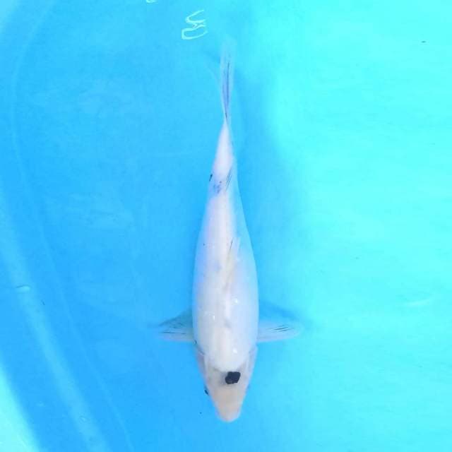 shiro 33 cm