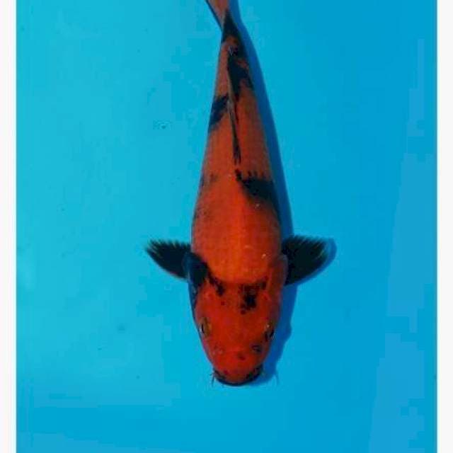 Hi utsuri 22cm male bahan keps