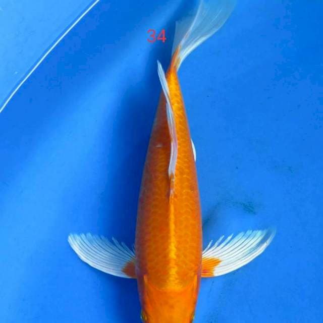 Kumpay 34
